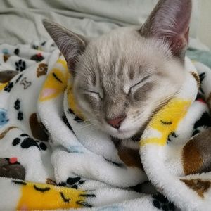 Meet your Posher, Sharon